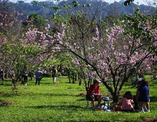 Cerejeiras no Parque do Carmo, Itaquera, São Paulo.